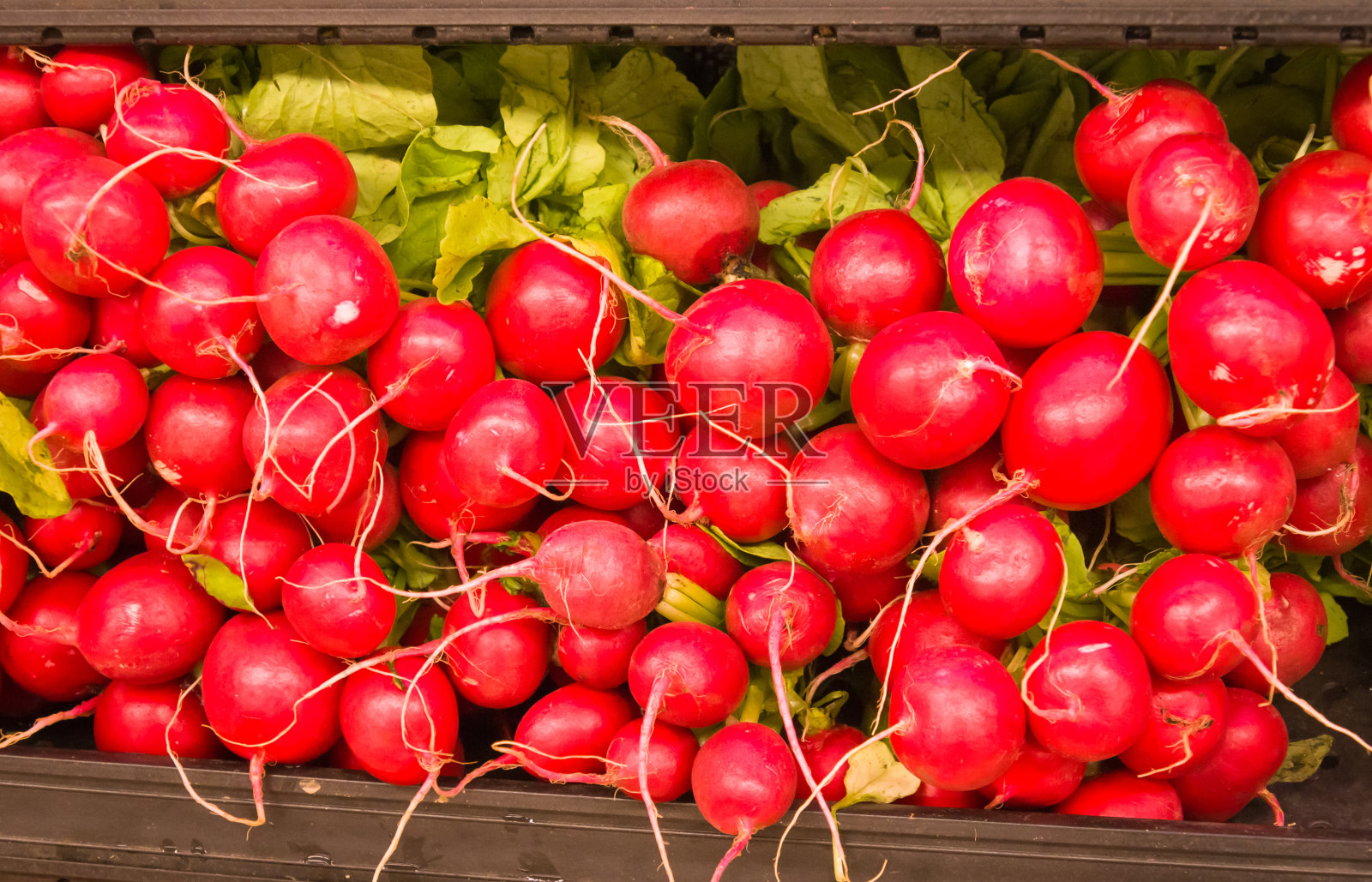 萝卜显示照片摄影图片