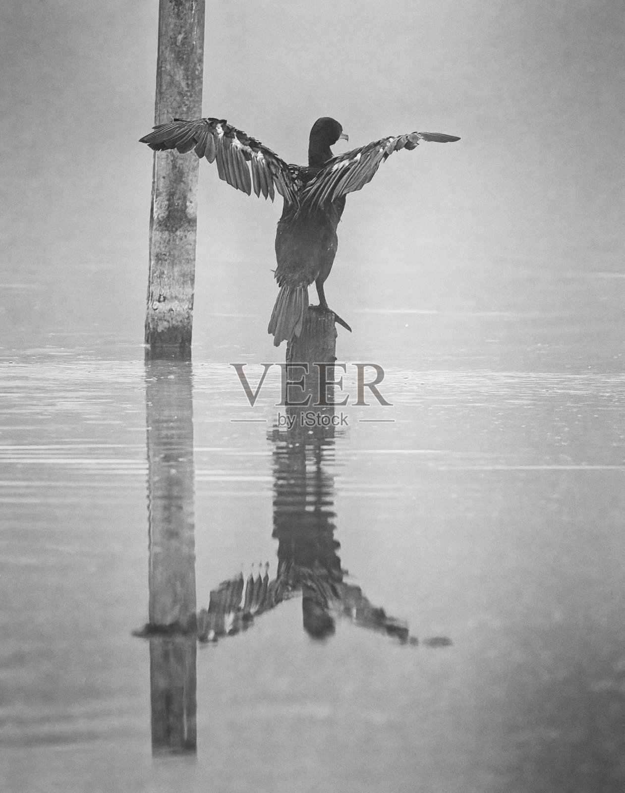 鸬鹚或长毛鸟在湖上晒翅膀照片摄影图片