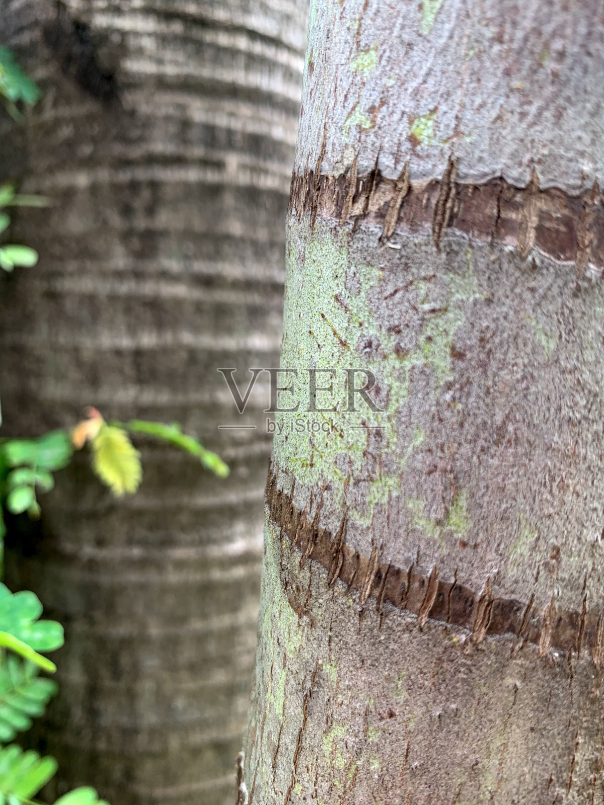 年龄照片摄影图片