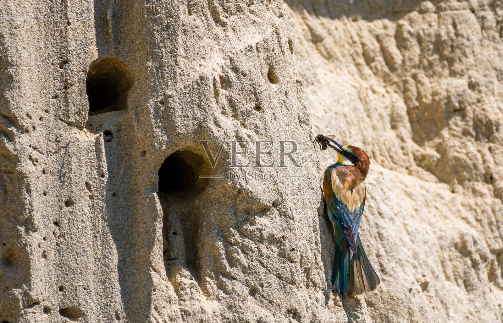 欧洲食蜂者(Merops Apiaster)，彩色羽毛和猎物在繁殖洞穴前照片摄影图片