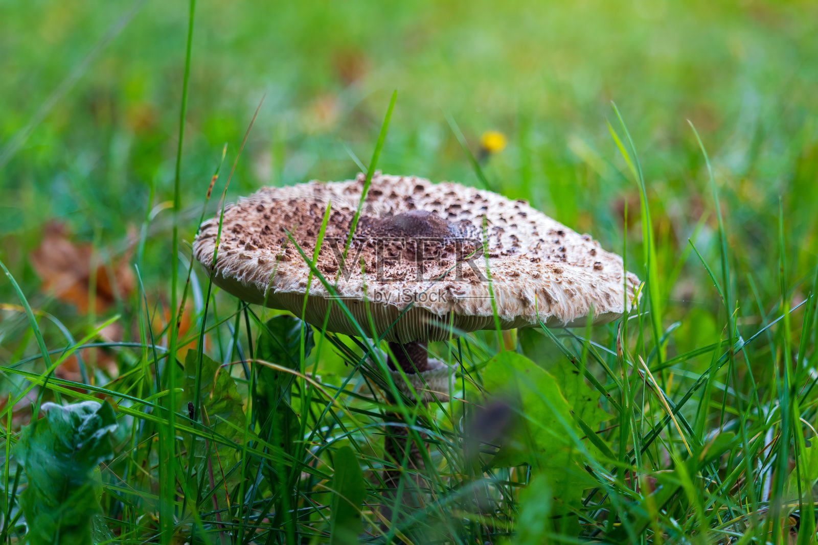 草中的阳伞，大毛茛菇。健康的生活方式，植物背景照片摄影图片