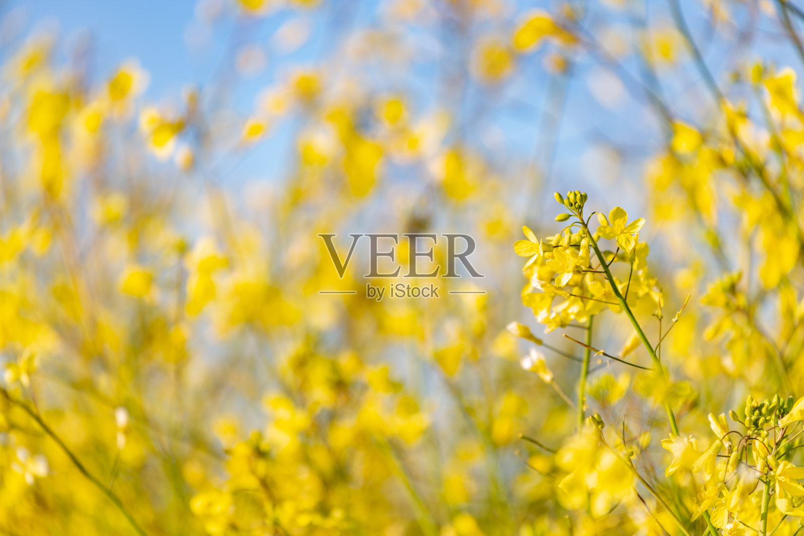 晨光中黄色野花的背景照片摄影图片