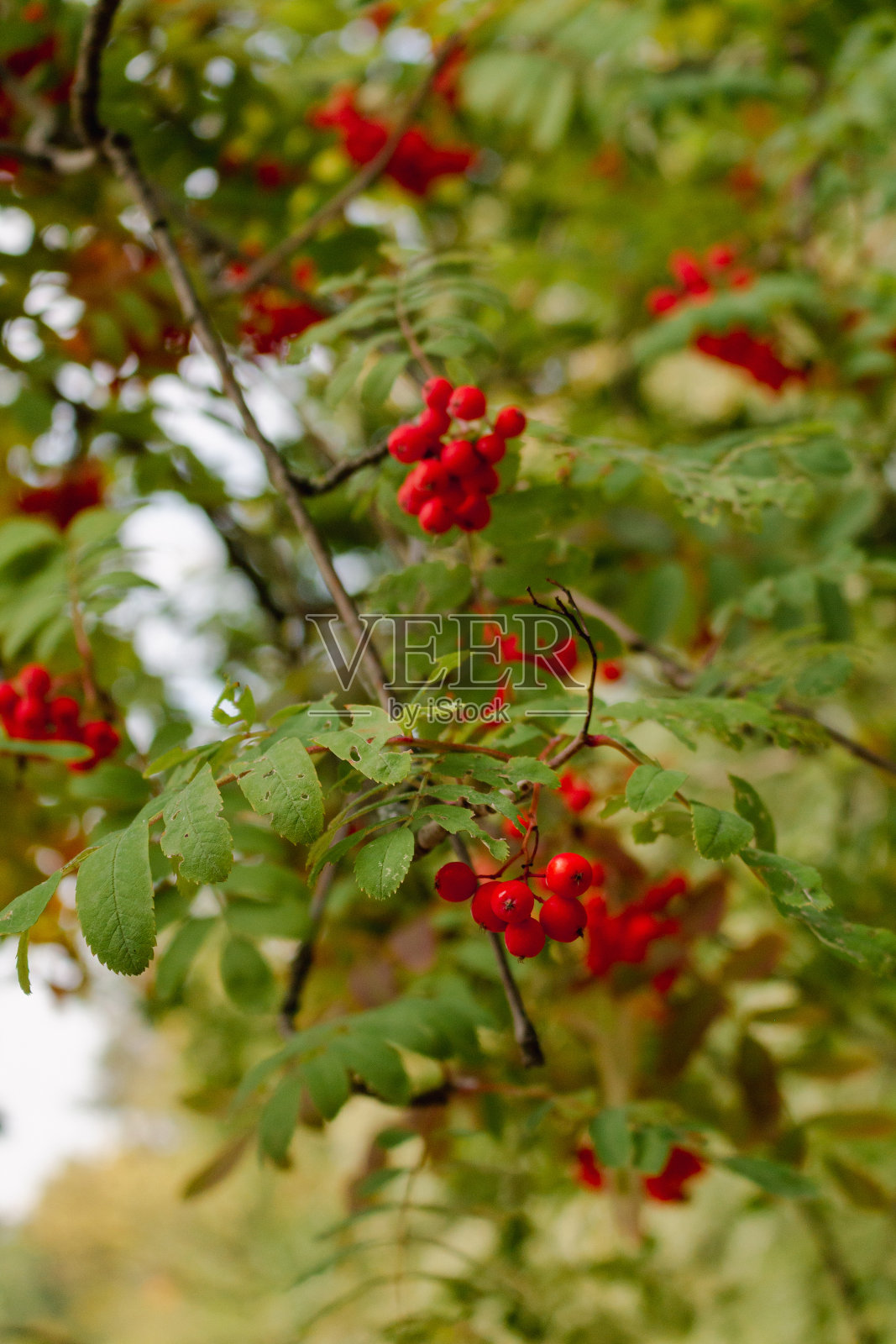 红山灰树上的浆果照片摄影图片