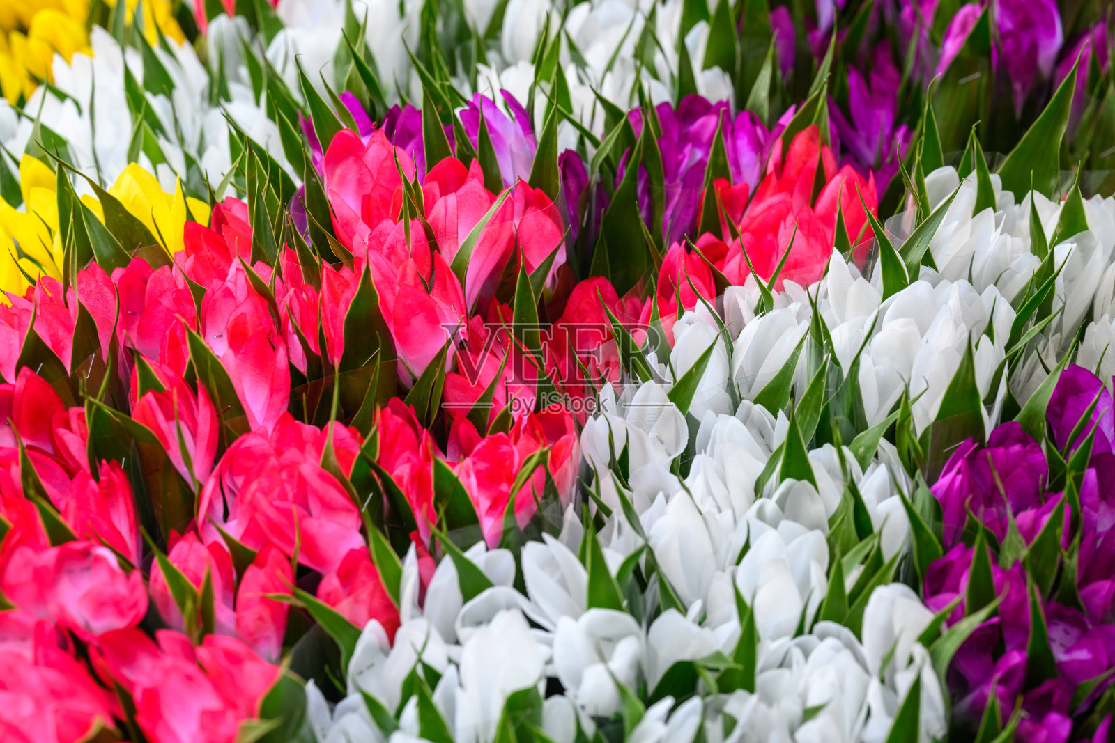 五颜六色的鲜花照片摄影图片