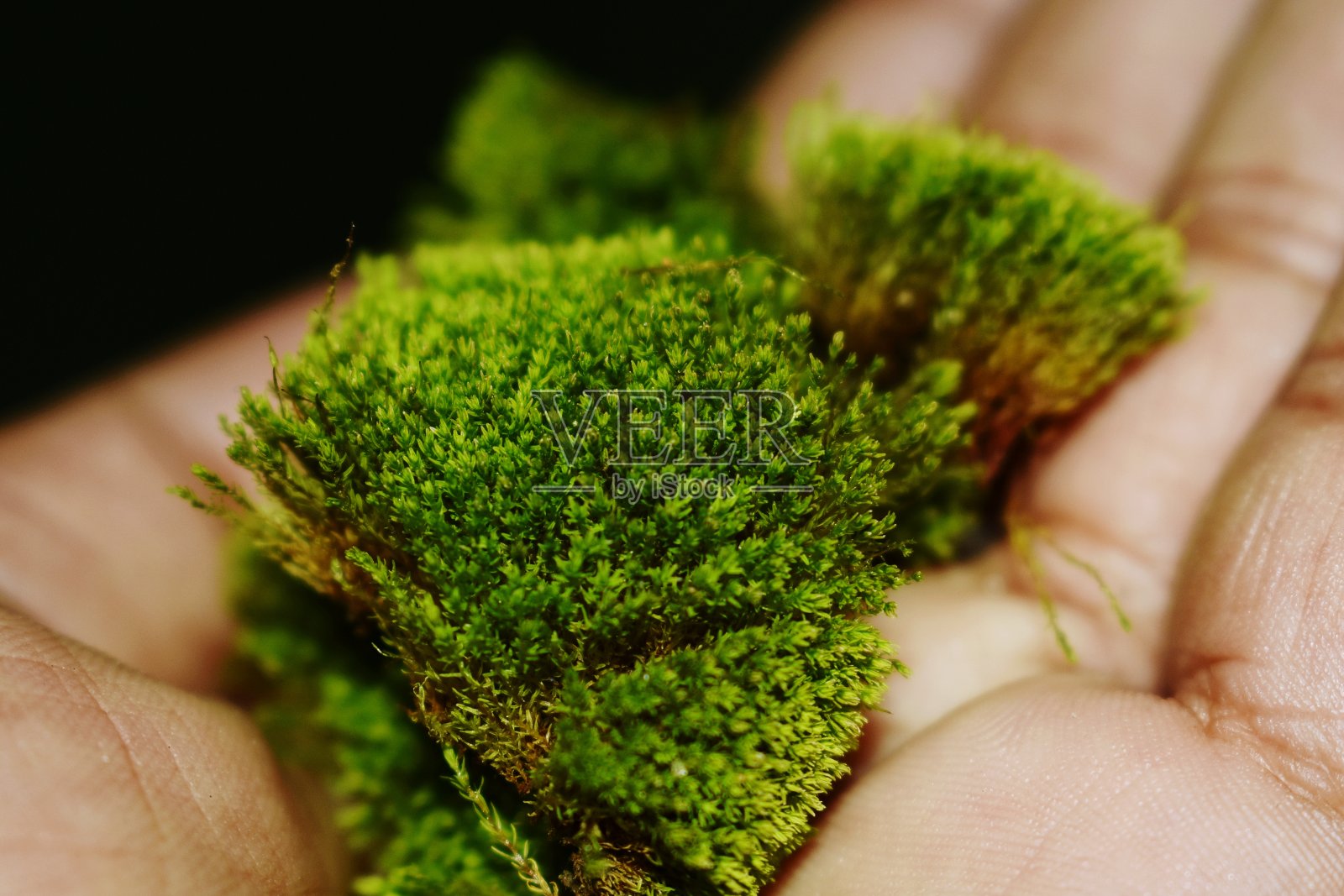 手边有一缕青苔照片摄影图片