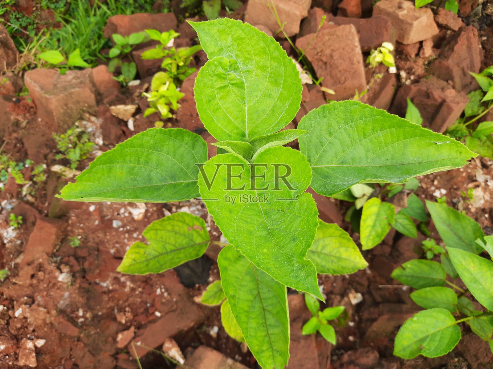 Clerodendrum trichotomum植物。照片摄影图片