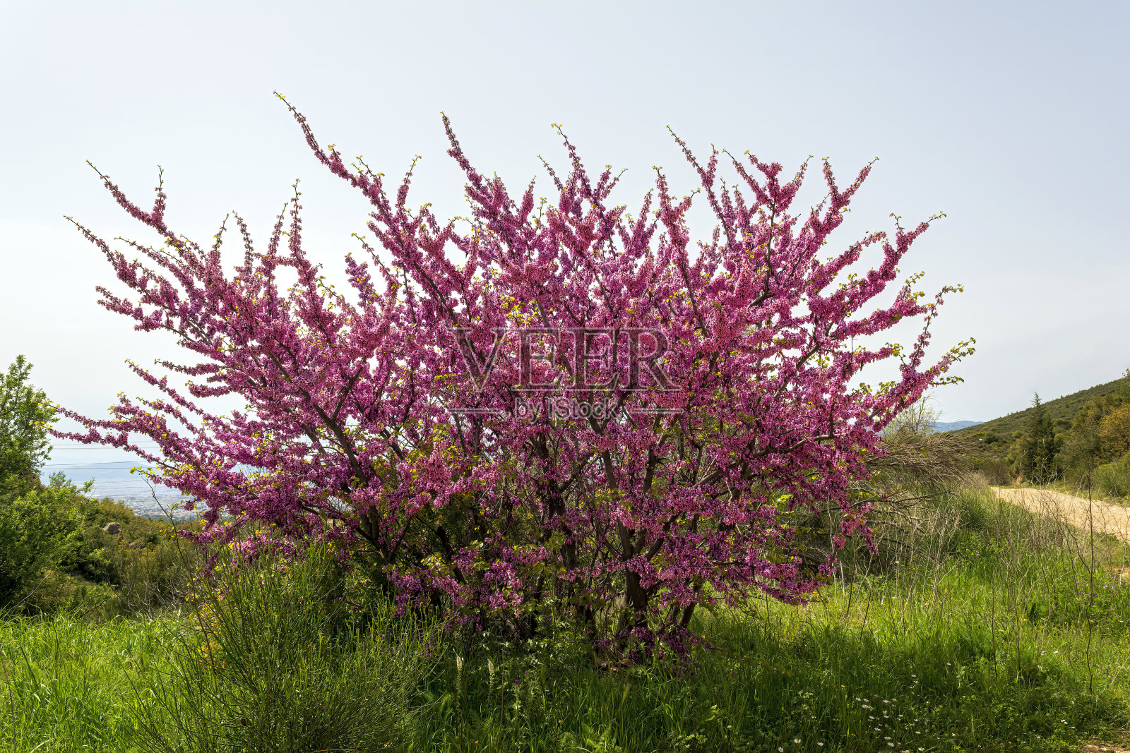 希腊山上盛开的樱桃树照片摄影图片