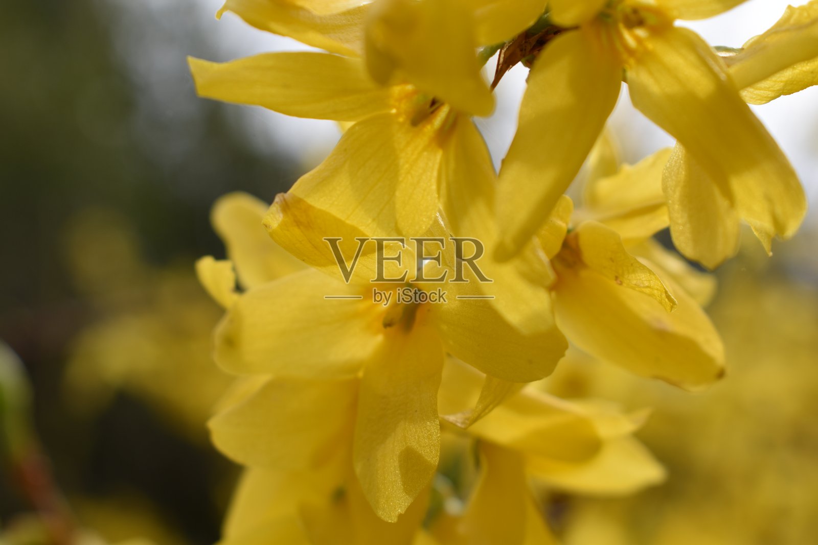 盛开的黄树照片摄影图片