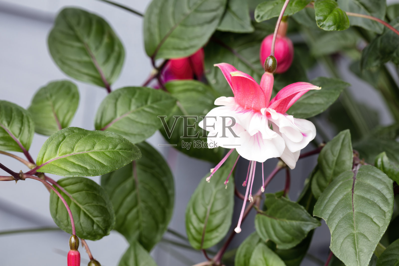 白色和粉色的紫红色花朵在夏季盛开照片摄影图片