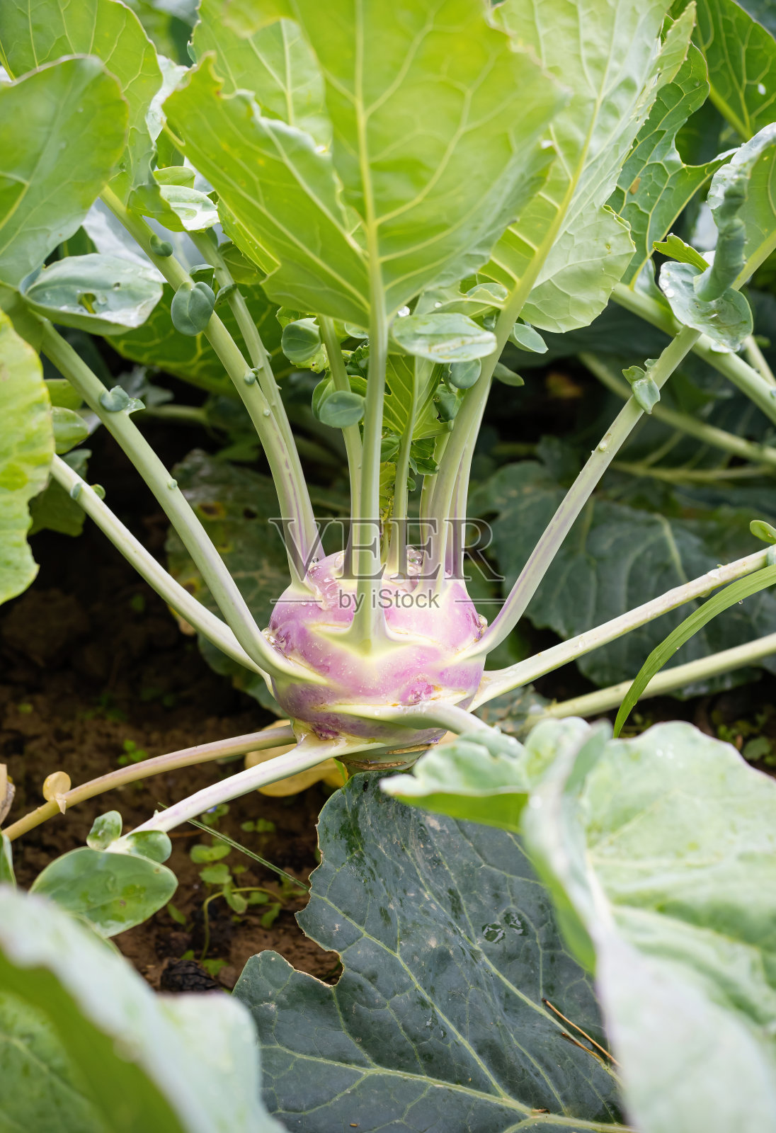 新鲜成熟的绿色大头菜生长在自制温室。照片摄影图片