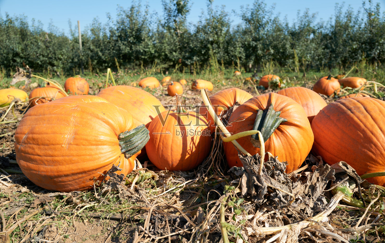 南瓜补丁照片摄影图片