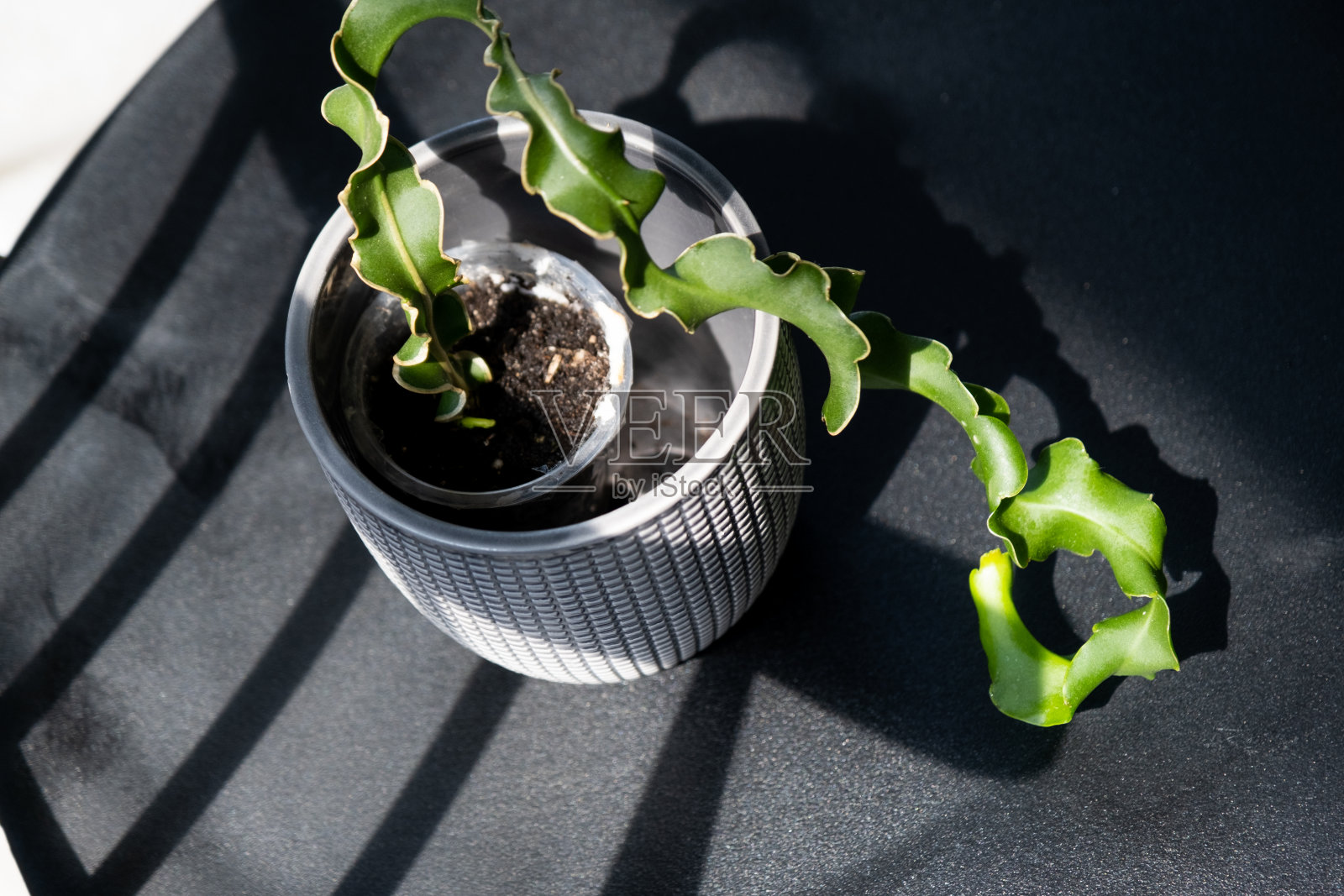室内窗台上的昙花林仙人掌特写。种植和照料室内植物照片摄影图片