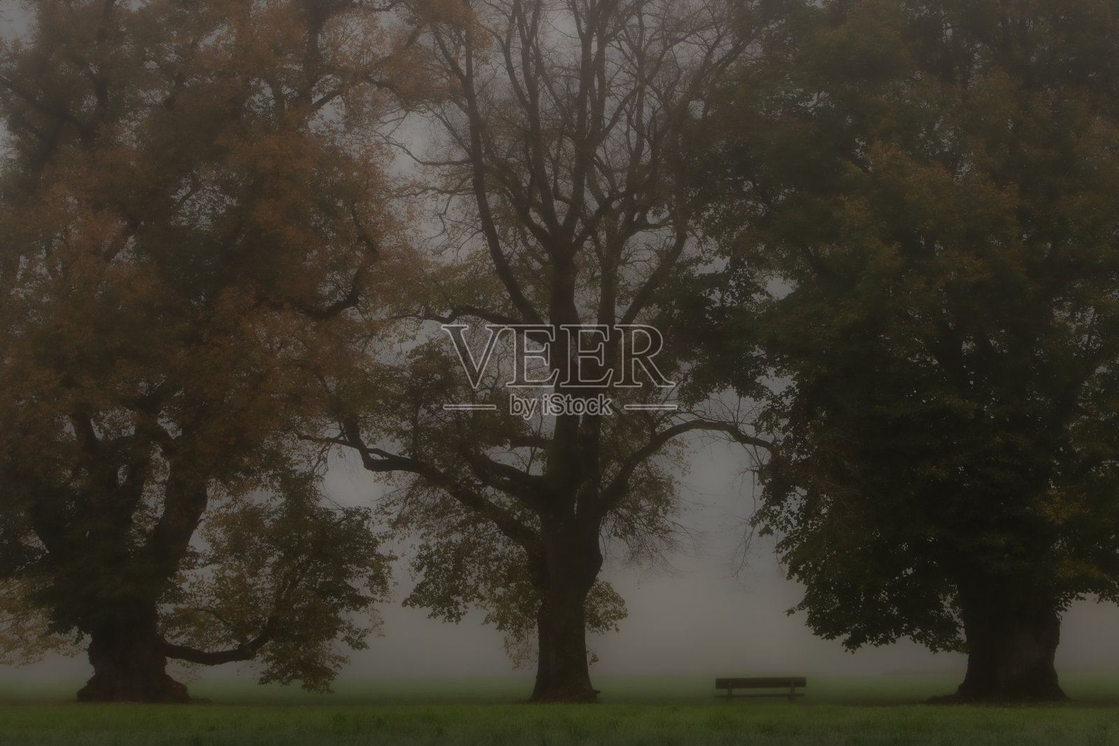 雾中的三棵老大树和一张公园长凳，秋天的孤独照片摄影图片