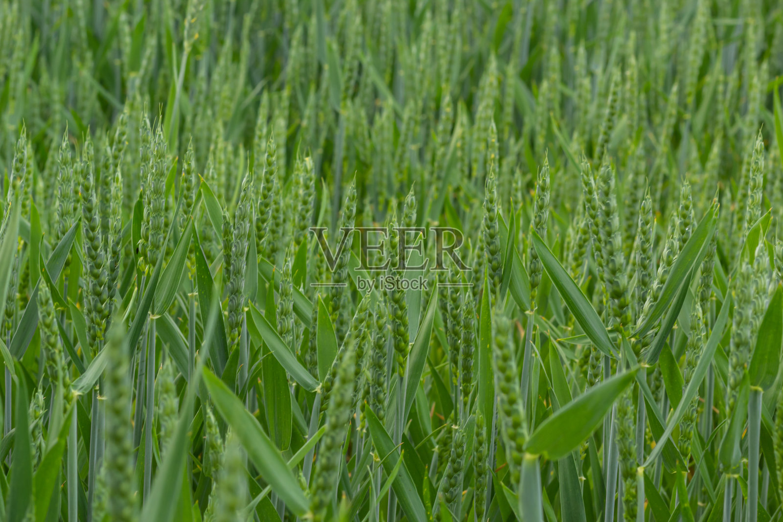 农业田间生长绿色黑麦，农业为获取粮食作物，黑麦是年轻的绿色和尚不成熟的，农业作物黑麦特写照片摄影图片