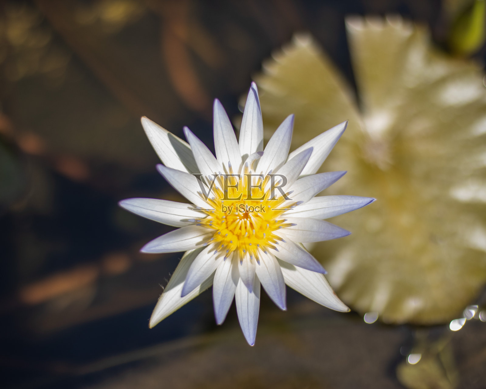 睡莲照片摄影图片