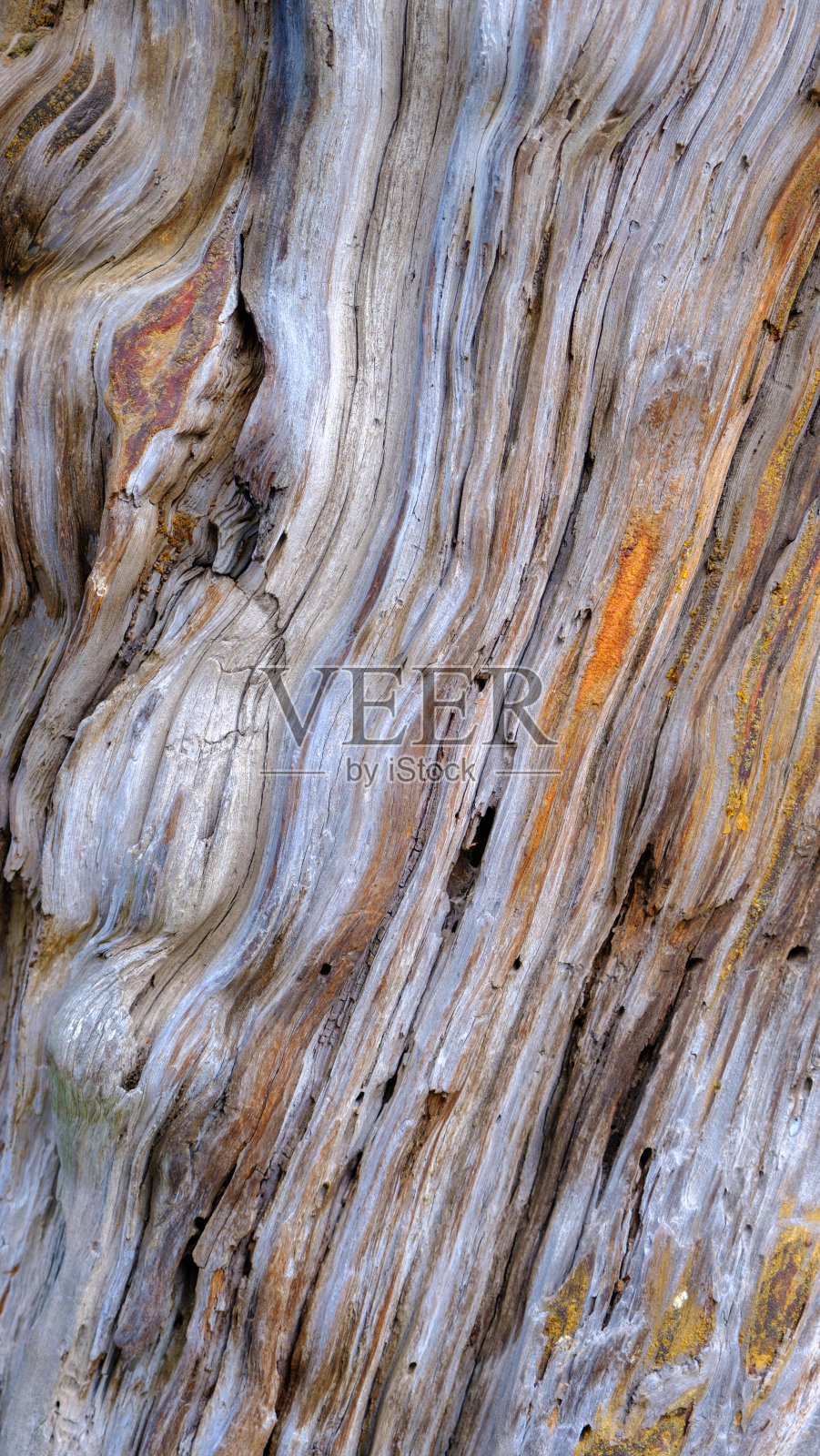 背景是非常古老的松木结构。松树的年龄是三百五十年。照片摄影图片