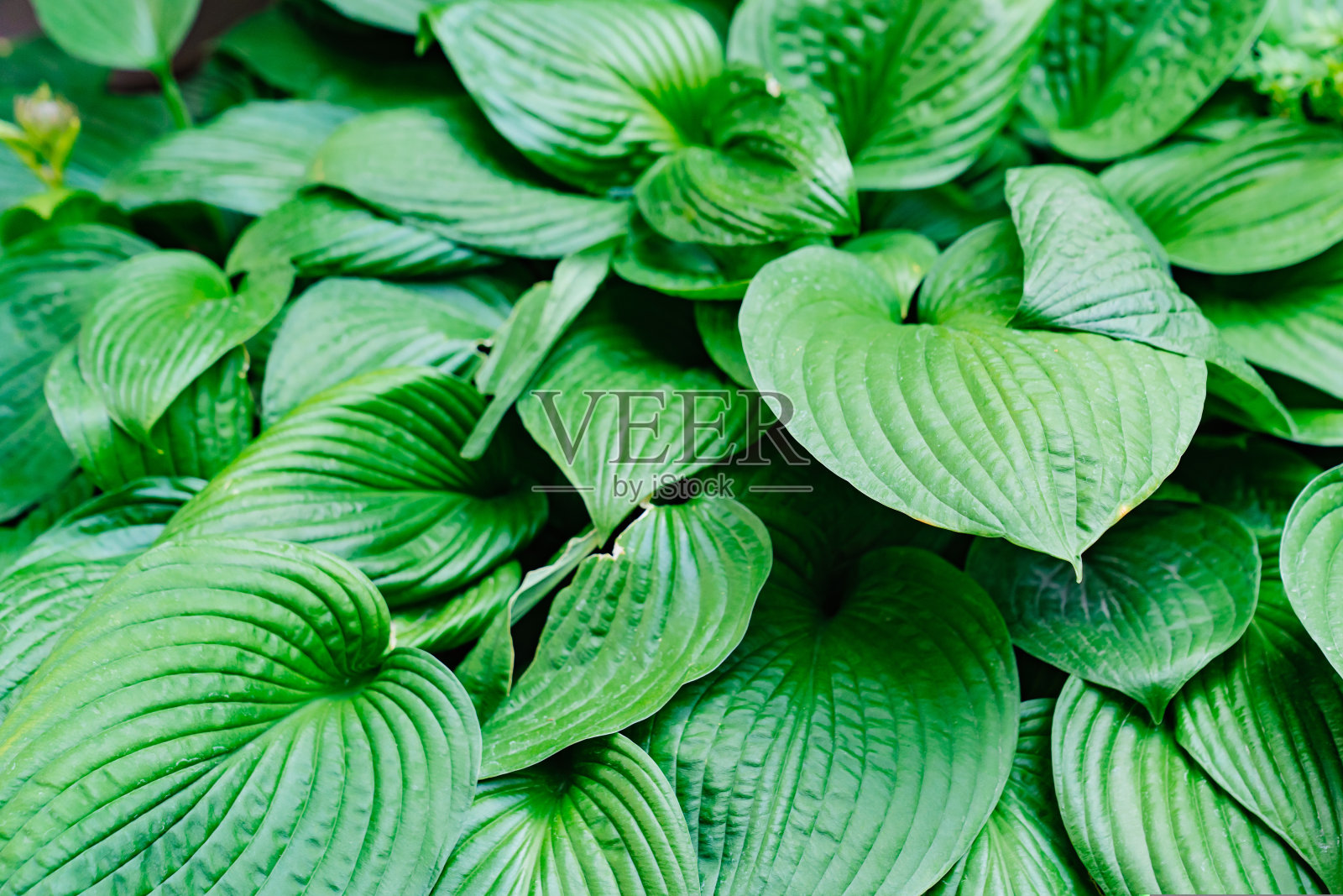 大蕉在景观设计中的应用。照片摄影图片