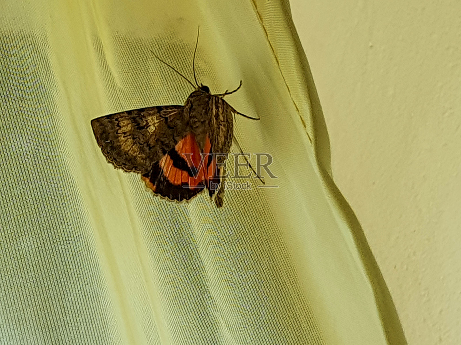 蝴蝶照片摄影图片