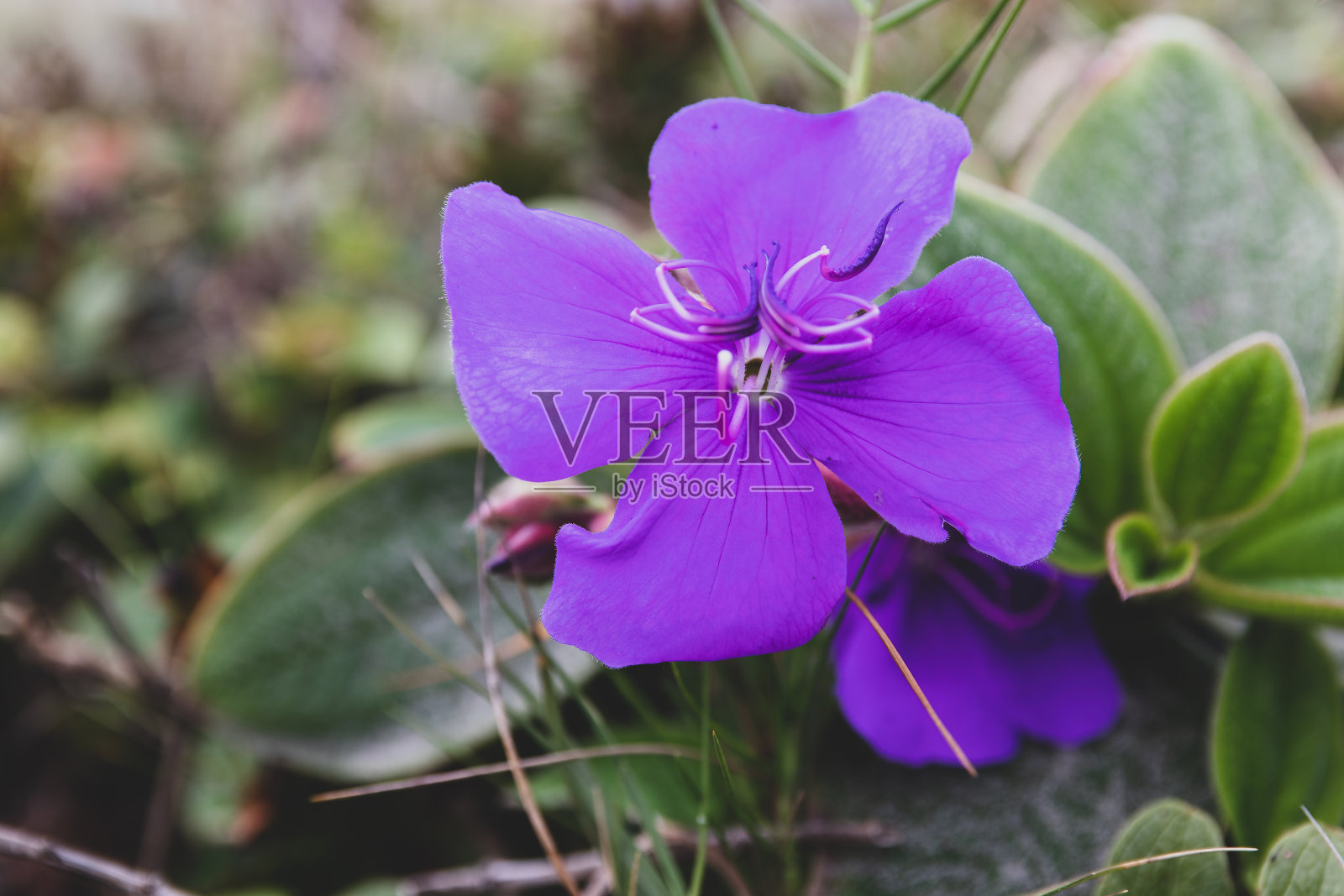 一朵深紫色的花代表悲伤。照片摄影图片