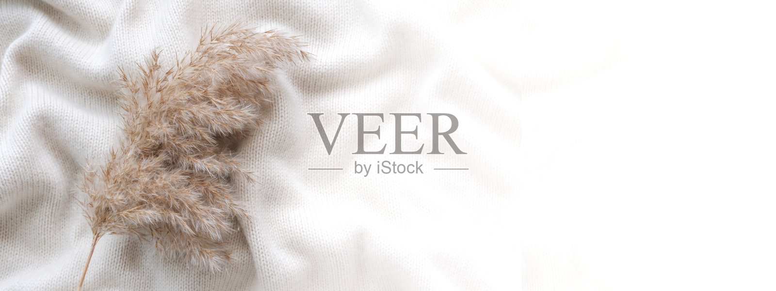 一种干的毛茸茸的草和羊绒的树枝。单色。俯视图，横幅，放置文本的位置。绒毛芦苇潘帕斯花。照片摄影图片