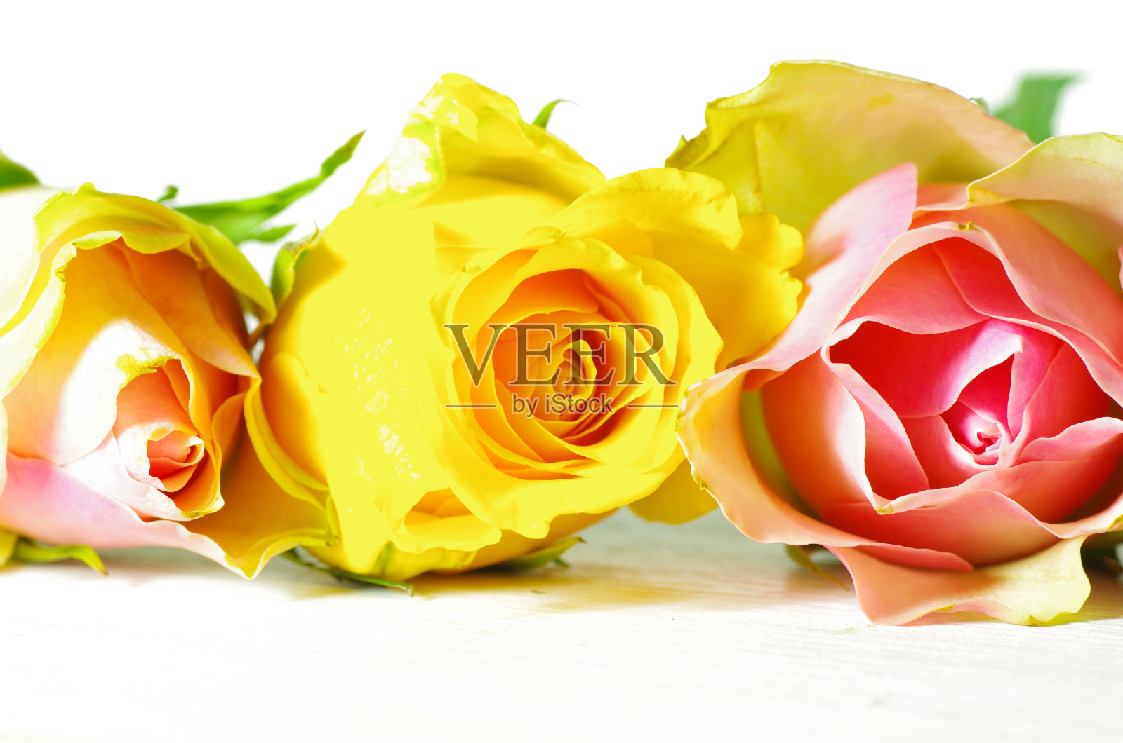 一排彩色的玫瑰照片摄影图片