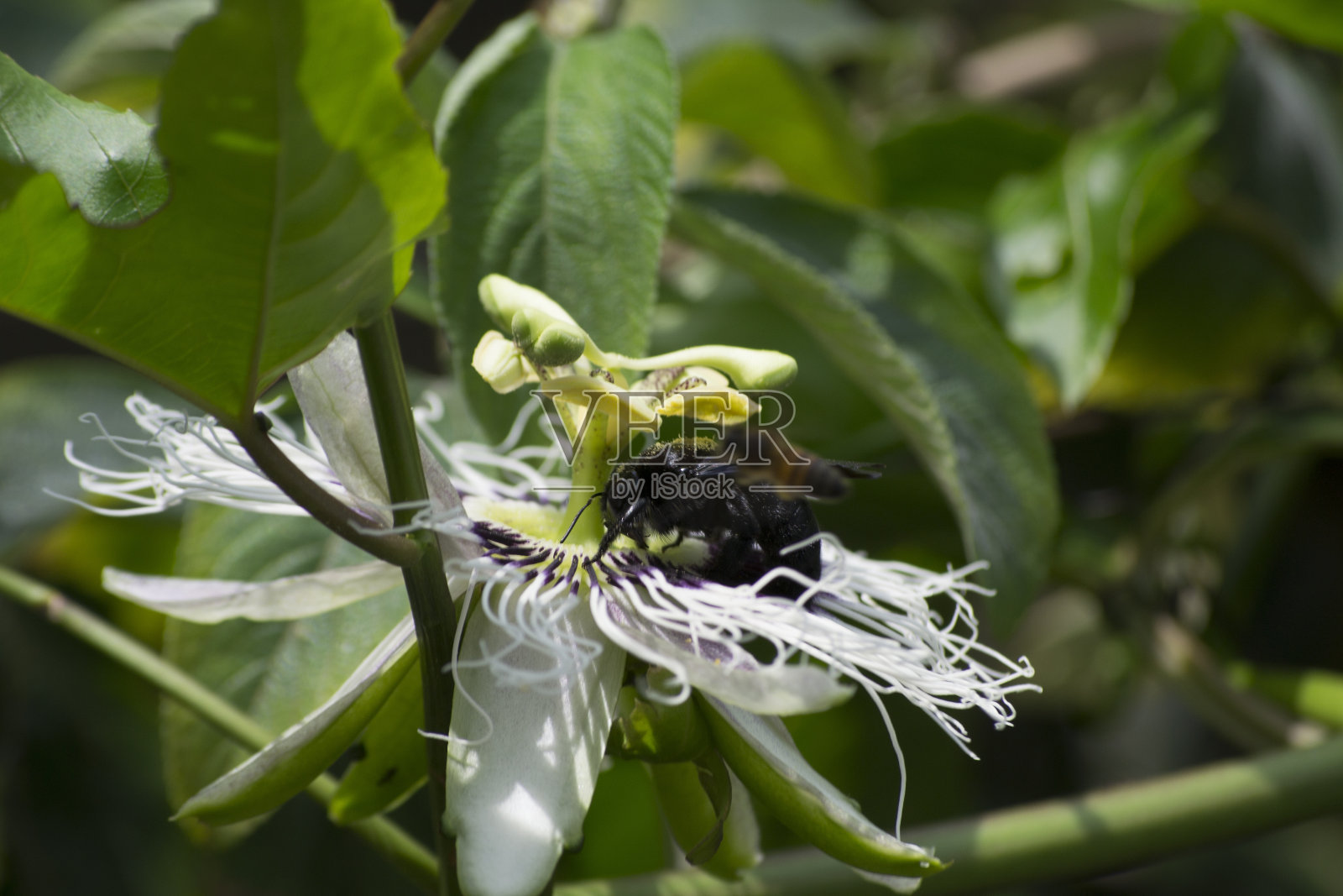 百香果花(百香果)正在被炸弹蜂和非洲化蜜蜂蜜蜂授粉照片摄影图片