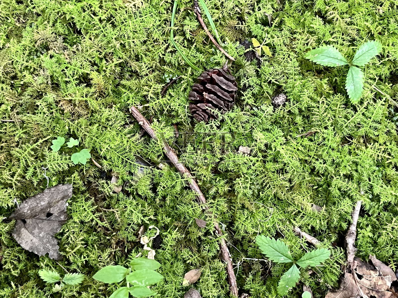 森林地面上的小森林照片摄影图片