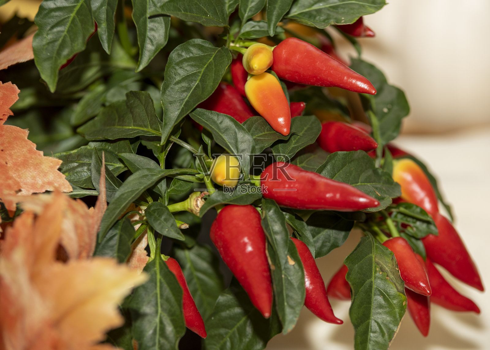 观赏辣椒植物照片摄影图片