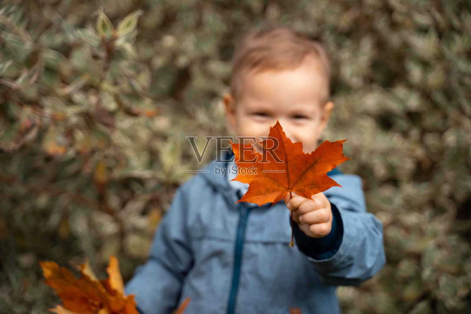 秋天的孩子画像在秋天的黄叶和红叶中。小男孩在秋天玩耍。户外公园里美丽的孩子，秋天和童年的概念照片摄影图片