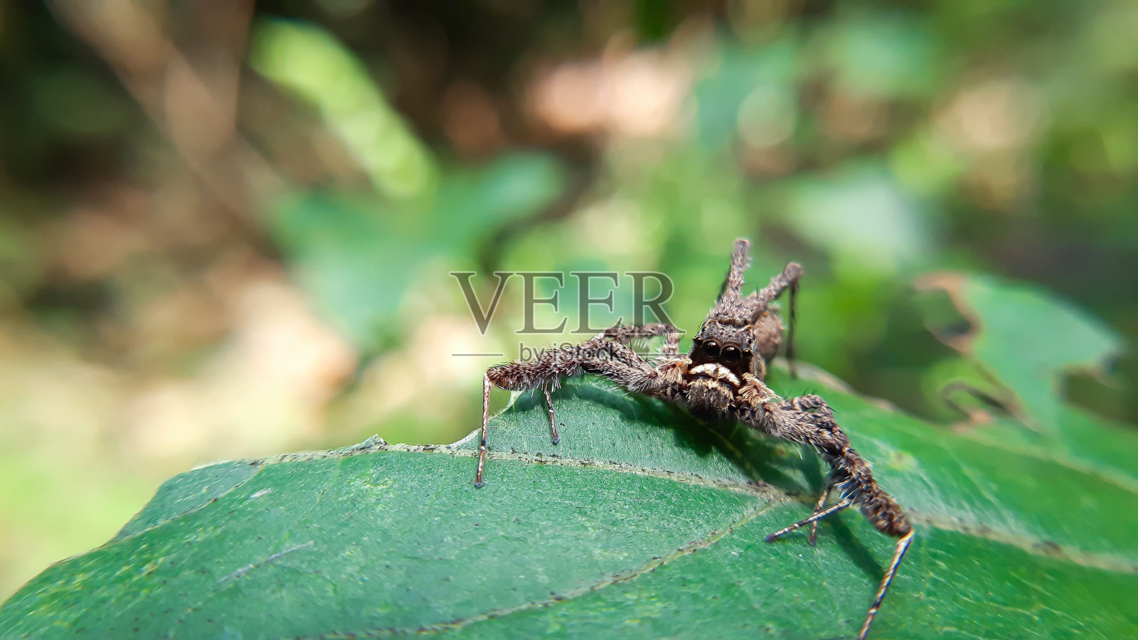 波西亚蜘蛛在绿叶上的特写照片摄影图片