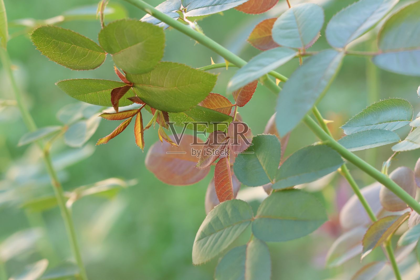玫瑰花生长在灌木中的绿叶特写照片摄影图片