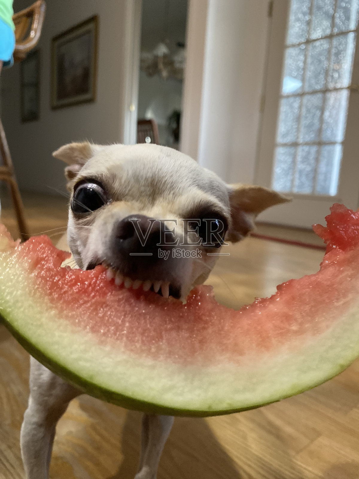 疯狂的西瓜照片摄影图片