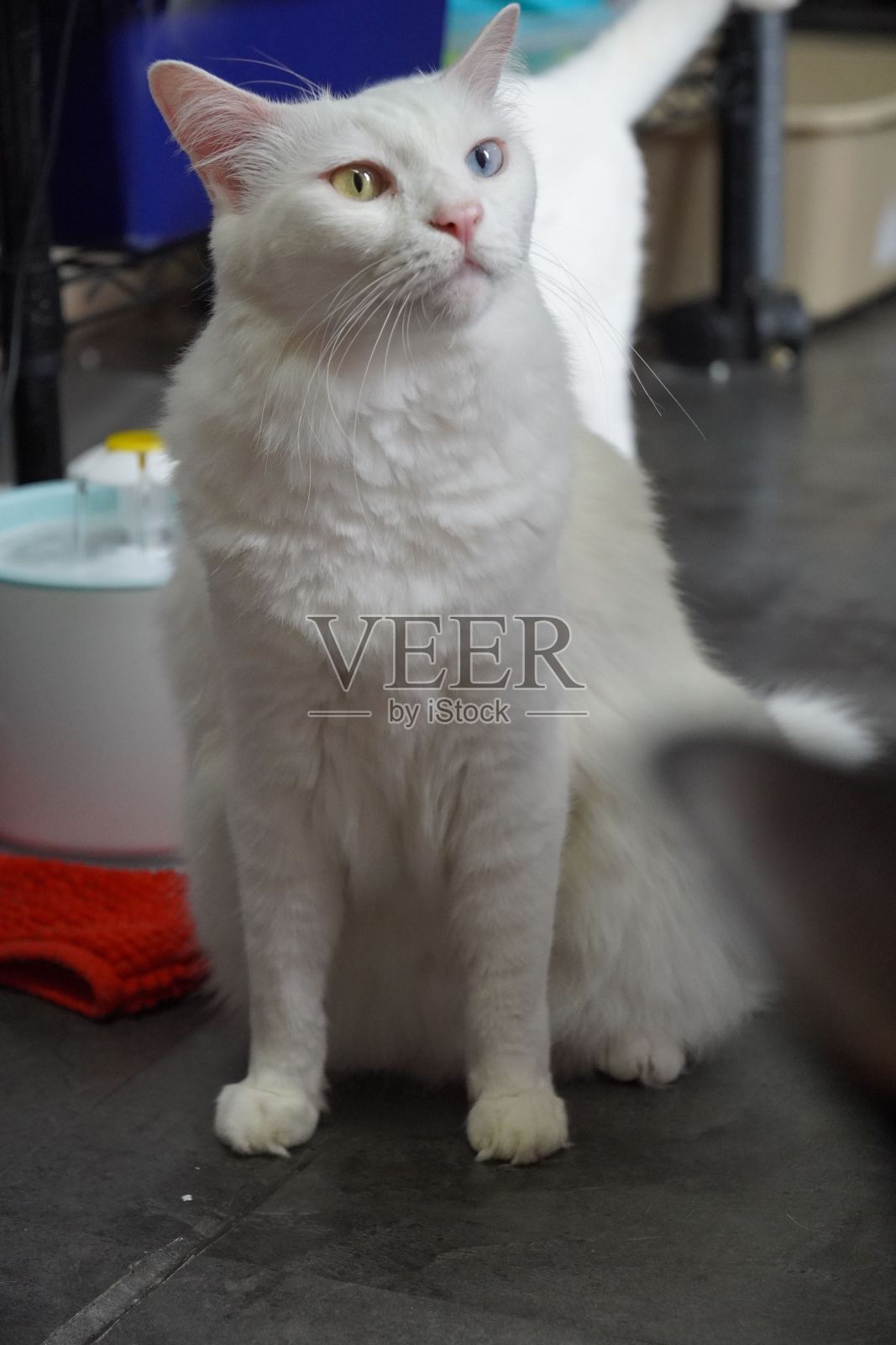 一只长着双色眼睛的白猫站在地板上望着别处照片摄影图片