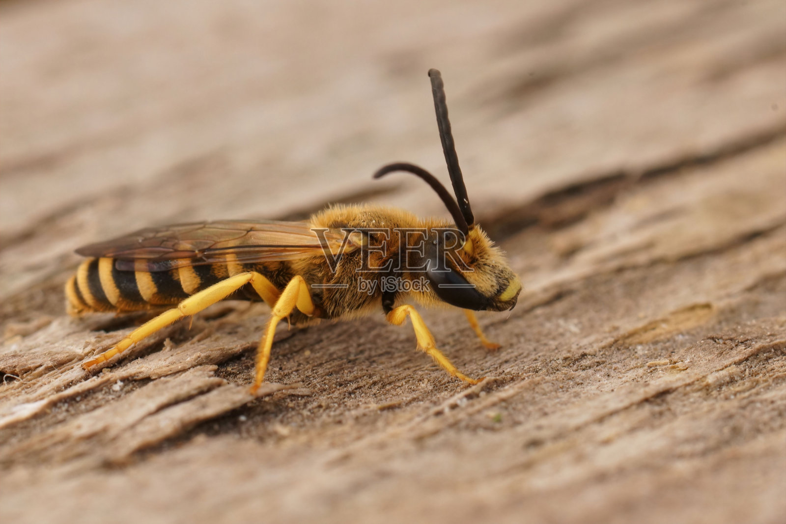 一只棕色的，细长的雄性大条纹沟蜂，Halictus scariosae坐在木头上照片摄影图片
