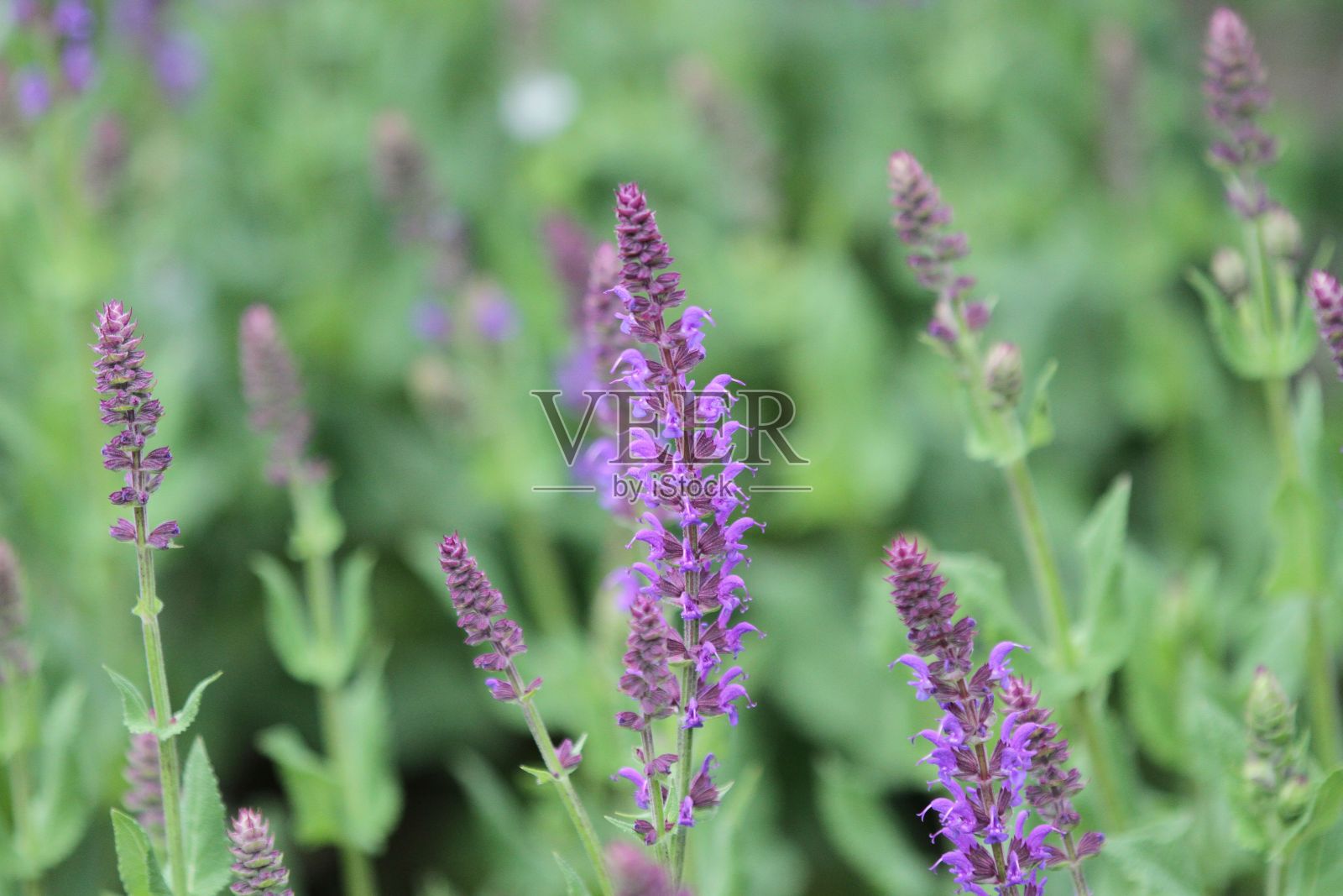 粉色花朵的特写照片摄影图片