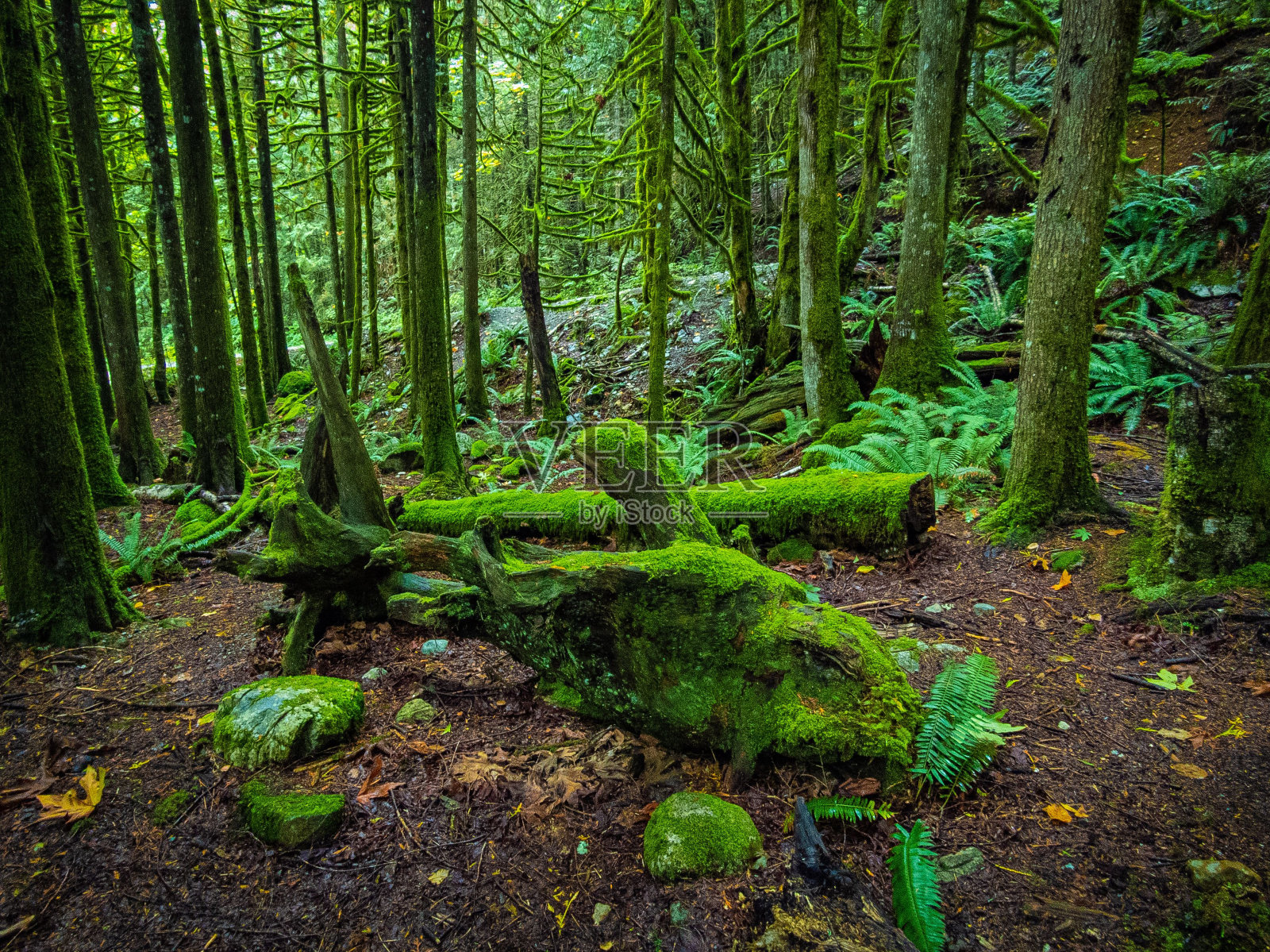 森林里长满青苔的原木照片摄影图片