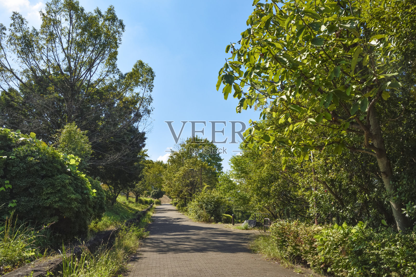 被树木环绕的走道照片摄影图片