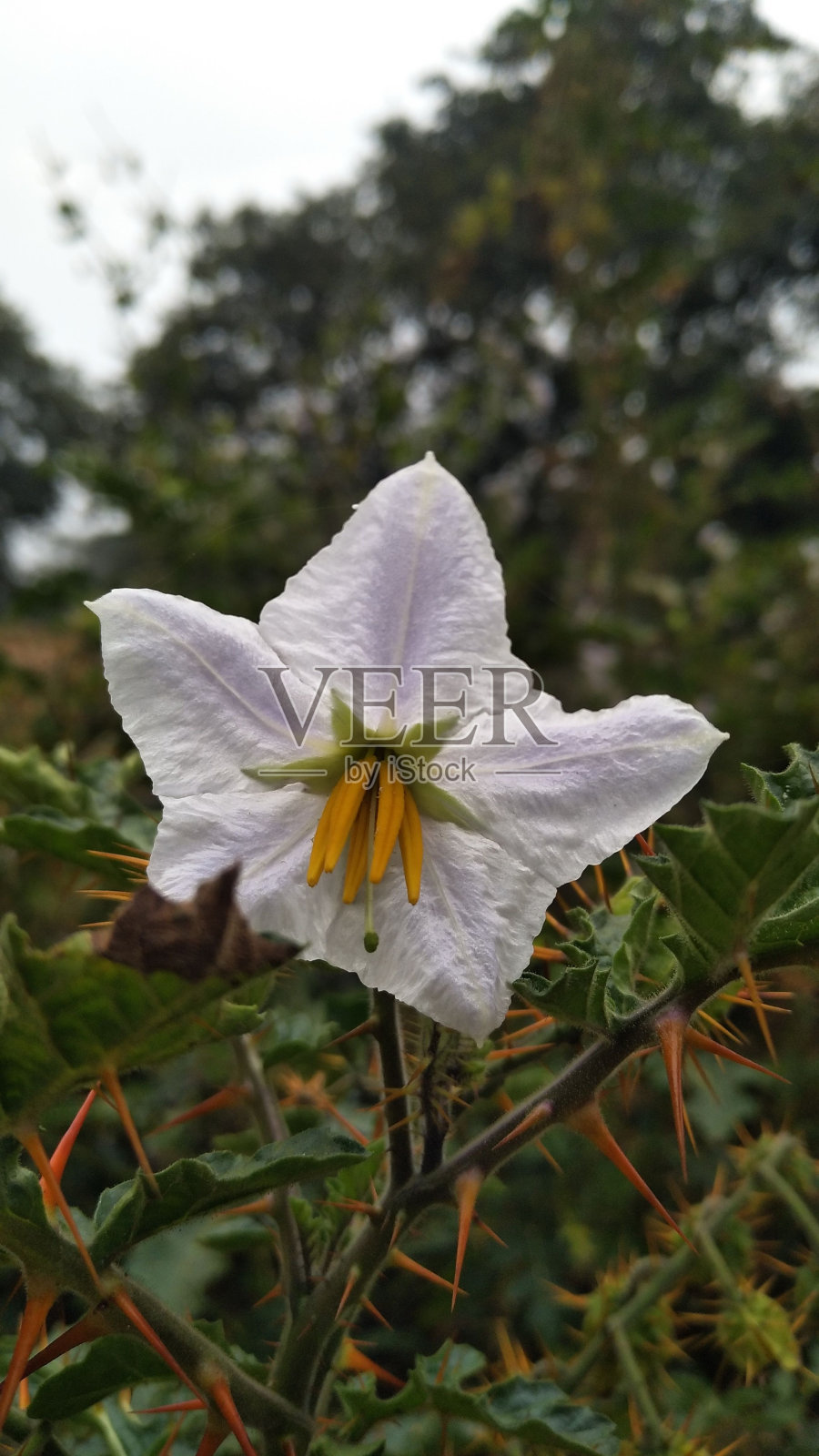 龙葵的花朵。照片摄影图片