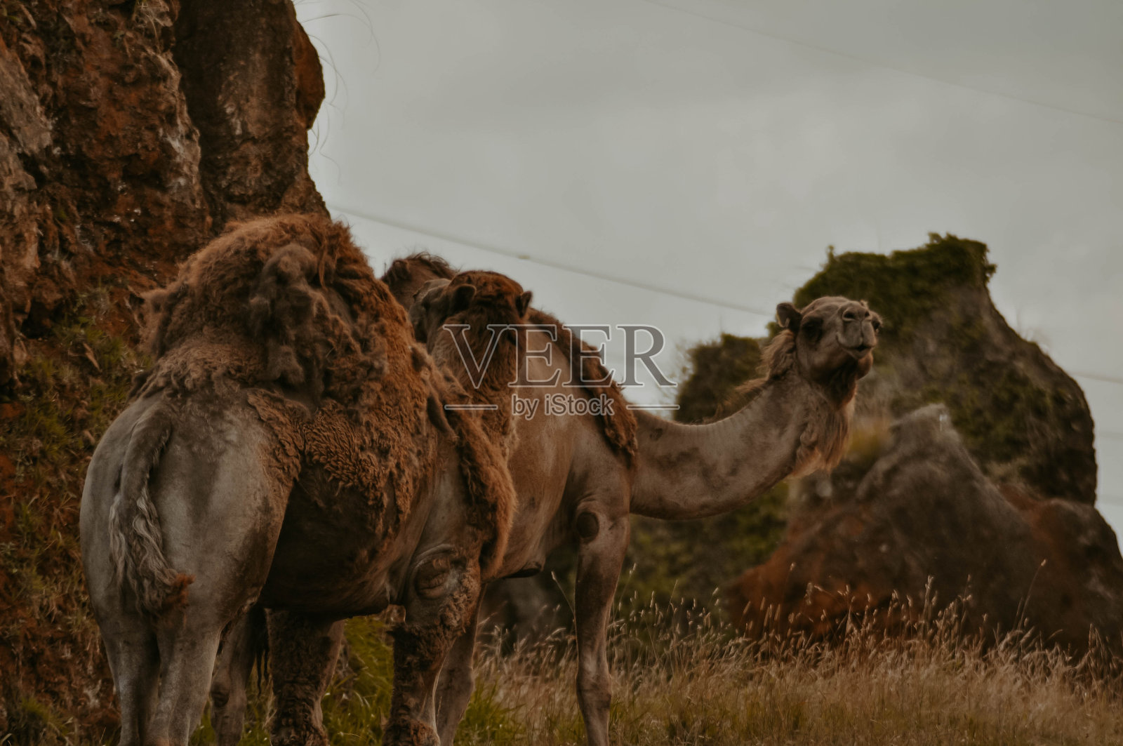 两头骆驼走照片摄影图片
