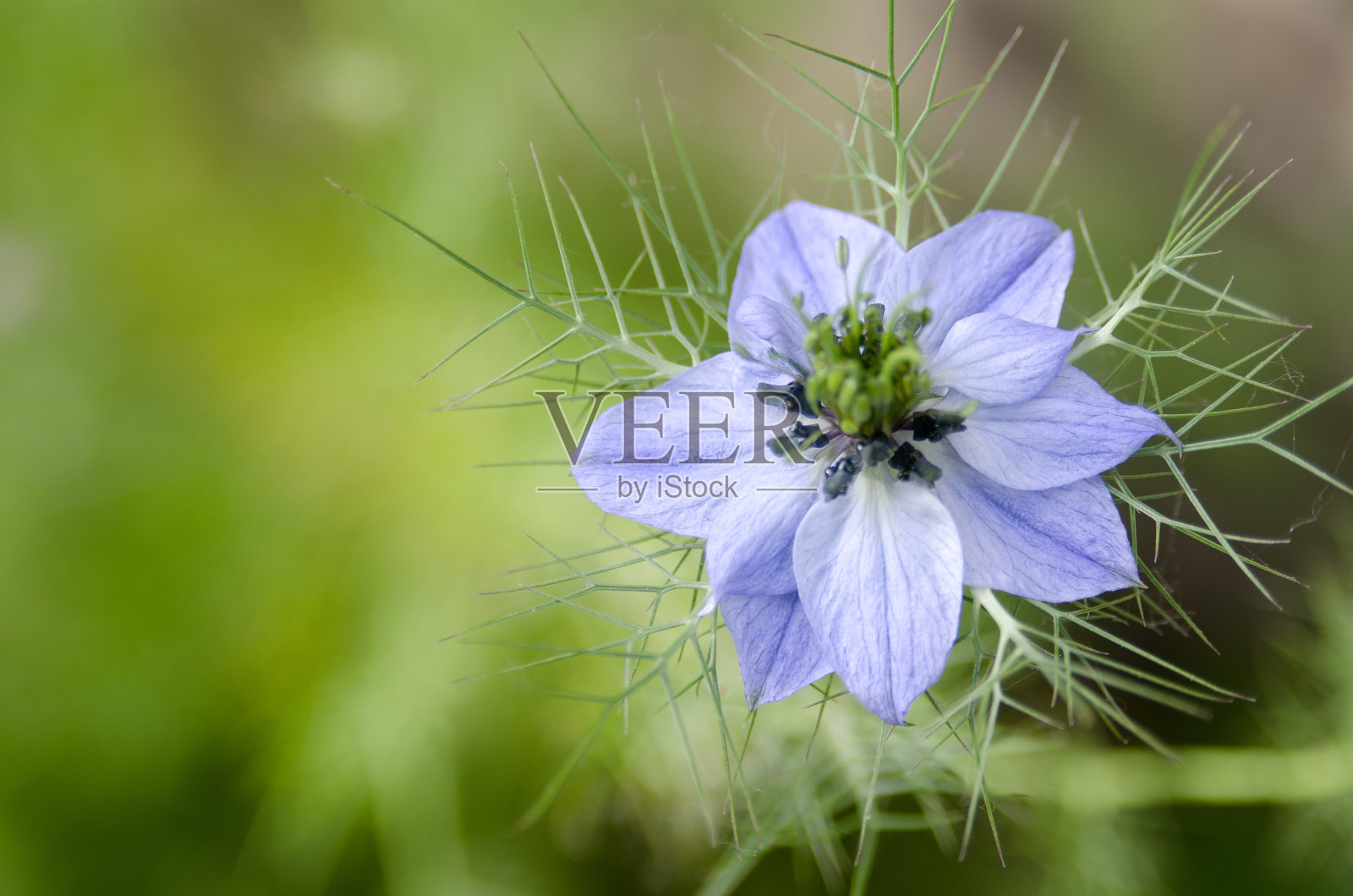 格拉蓝花照片摄影图片