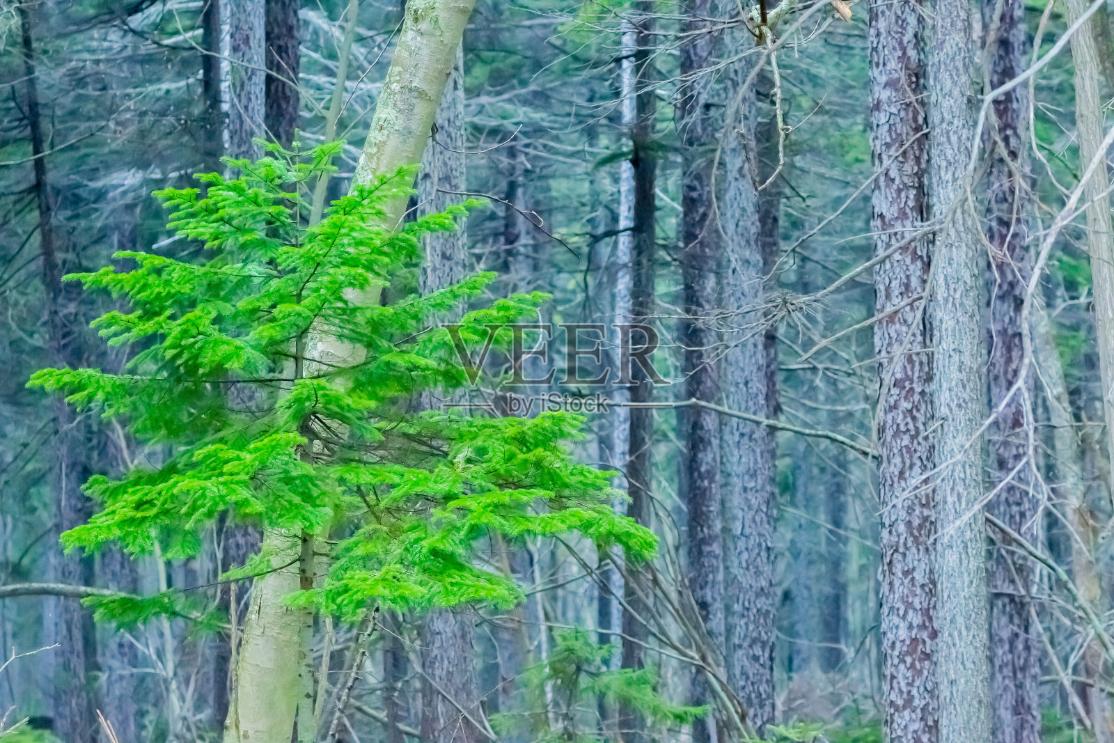 森林里的年轻耶佐云杉照片摄影图片
