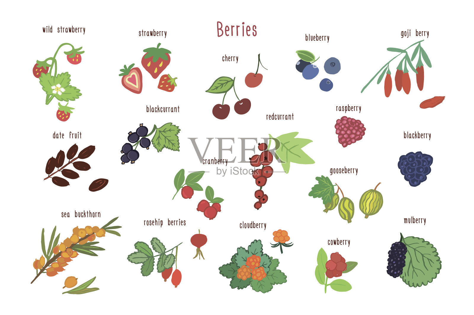 浆果健康食品矢量插图集。插画图片素材