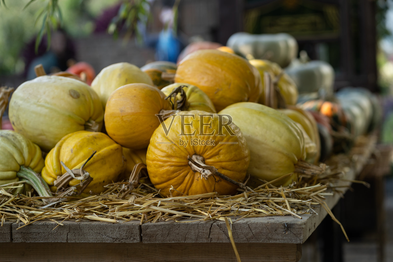 秋天的装饰-在农贸市场的干稻草上收获黄色的南瓜。万圣节的象征照片摄影图片