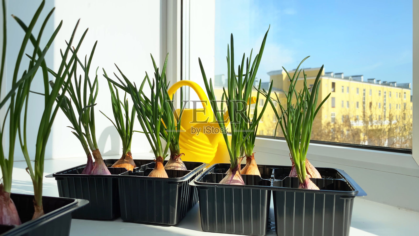 房间内种植有芽的洋葱。冬天窗台上的洋葱芽。家里种的大葱。有选择性的重点照片摄影图片