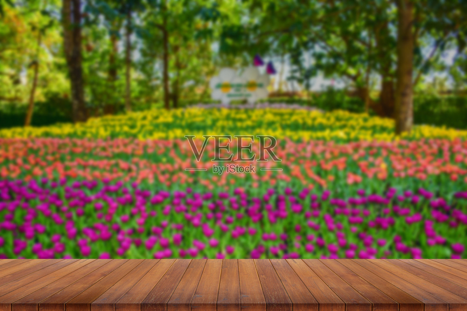 用于装饰、美容、明信片和农业概念设计的郁金香花照片摄影图片