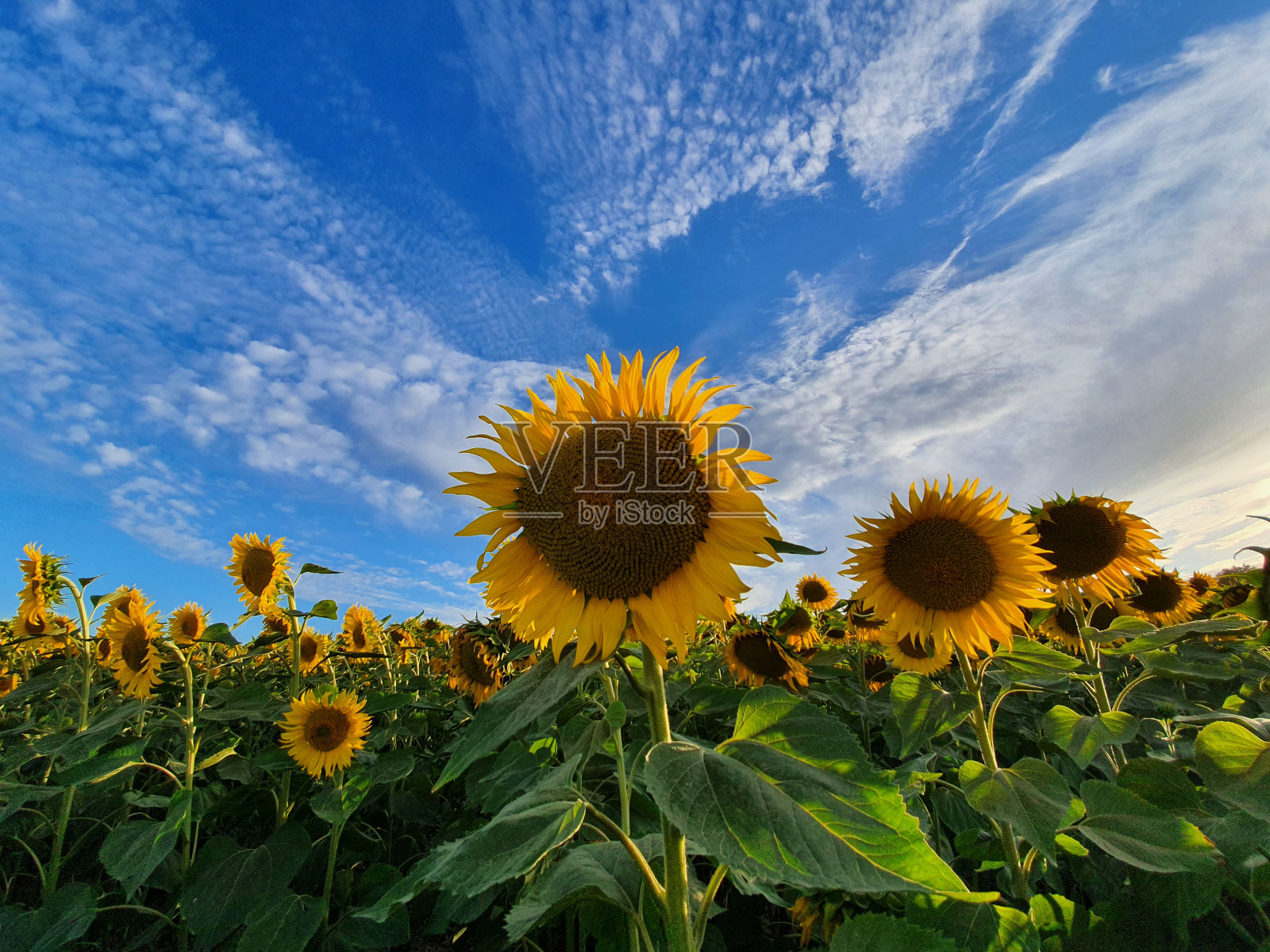 向日葵田照片摄影图片
