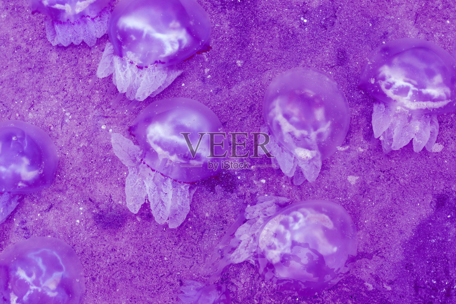 海边有很多水母的特写镜头。生态问题。死水母照片摄影图片