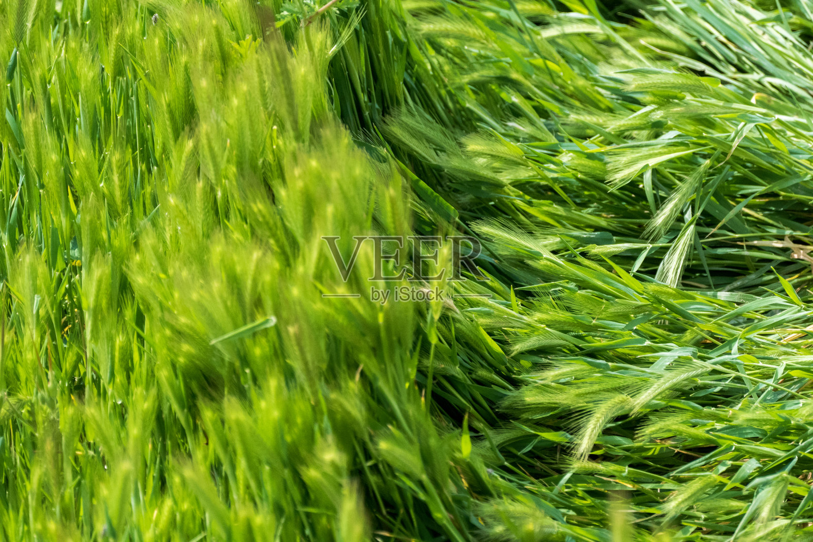 风中的绿草照片摄影图片
