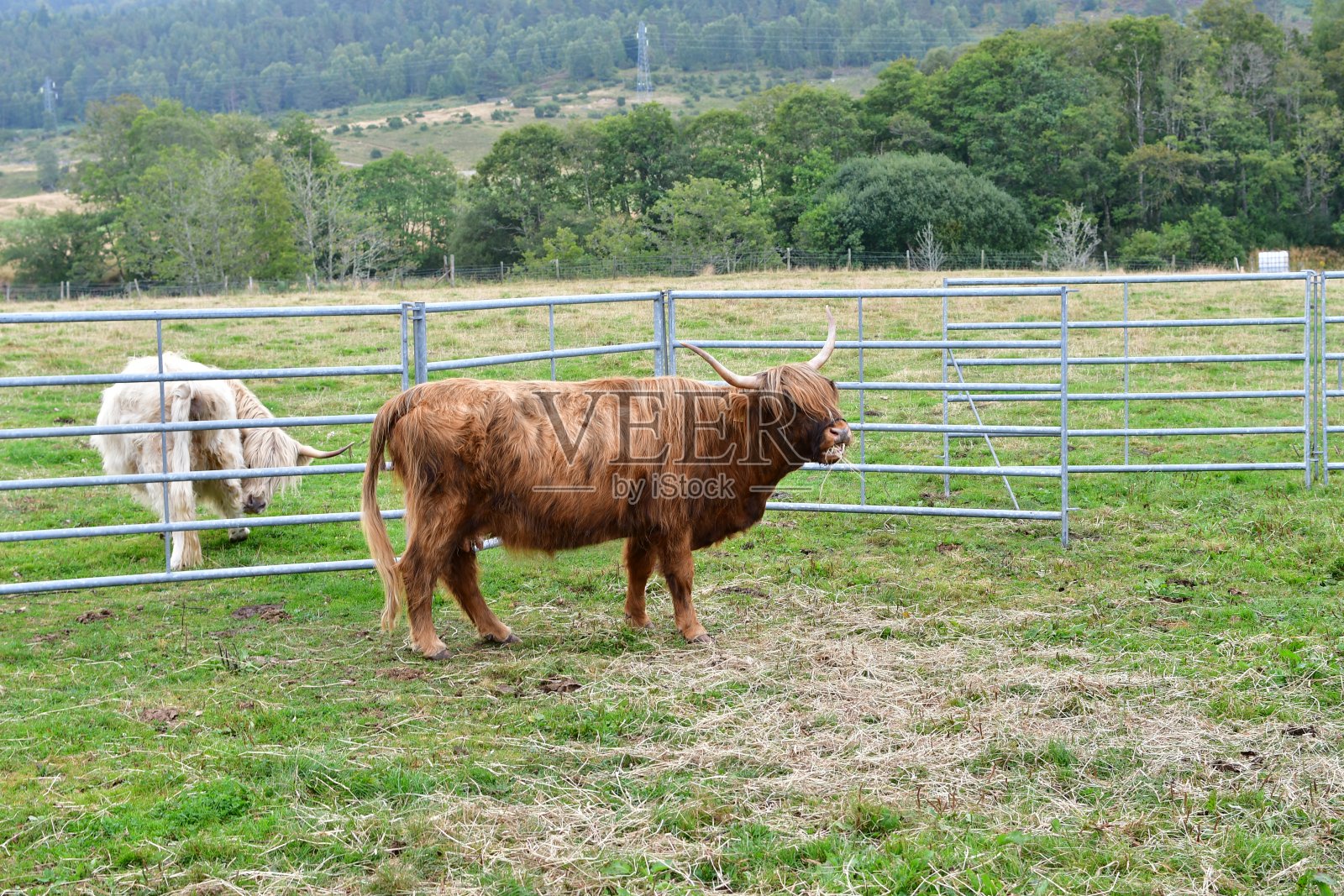 高原牛照片摄影图片