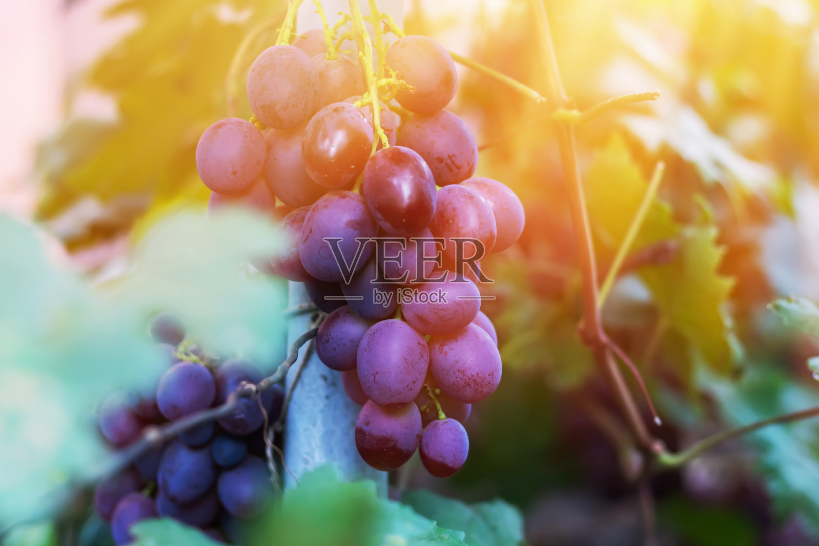 秋收时夕阳下的葡萄园。秋天成熟的葡萄。照片摄影图片